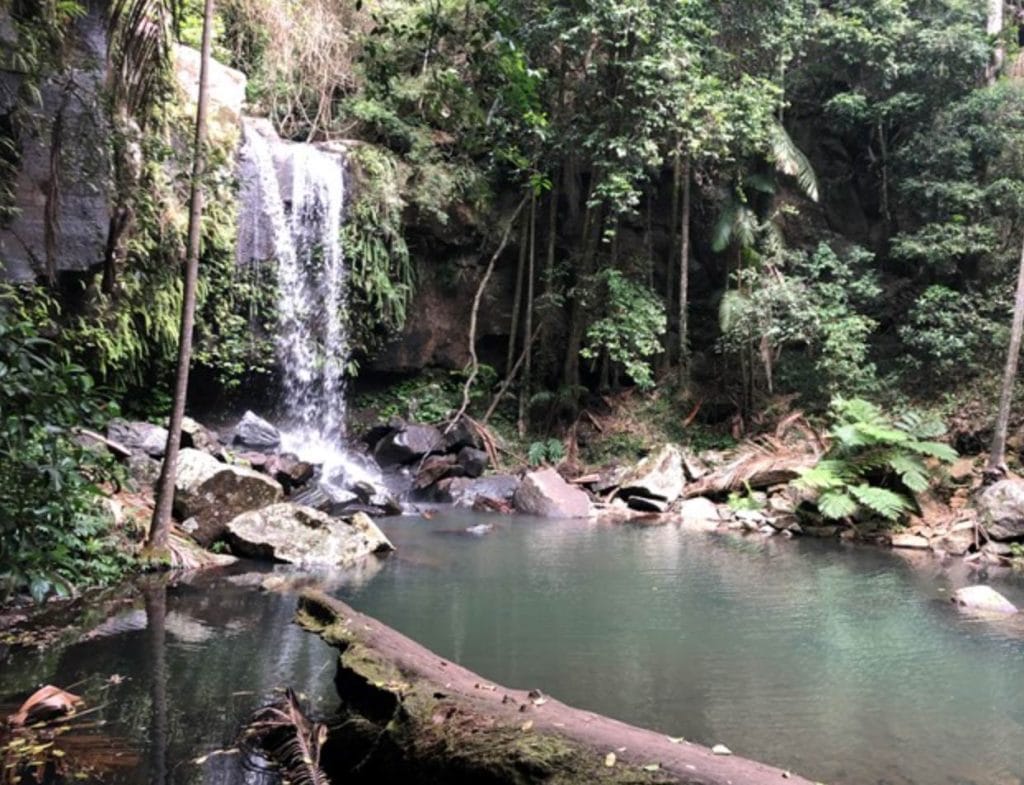 curtis falls, tamborine mountain